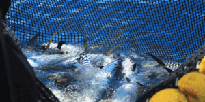 Omega-3 Algenolie kan de overbevissing stoppen