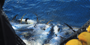 Omega-3 Algenolie kan de overbevissing stoppen