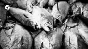 Seaspiracy - een horror verhaal over de oceanen