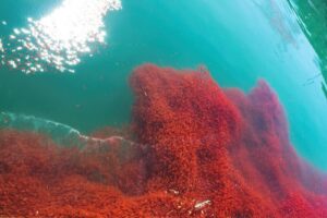 Krill oil fishing - stop