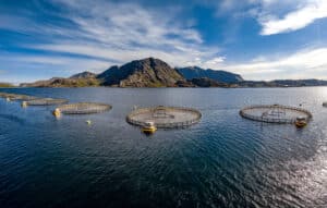 Kweek zalm beter niet als bron omega-3 #fishfreeomega3