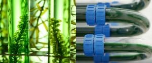What Is Algae Oil